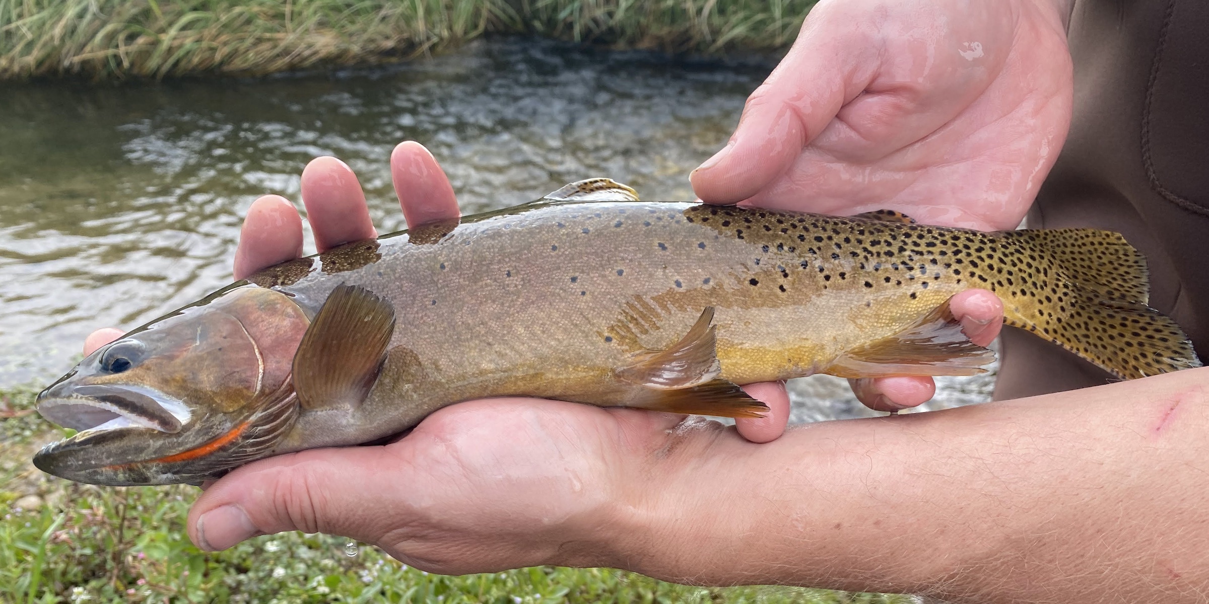 a Yellowstone cutthroat trout